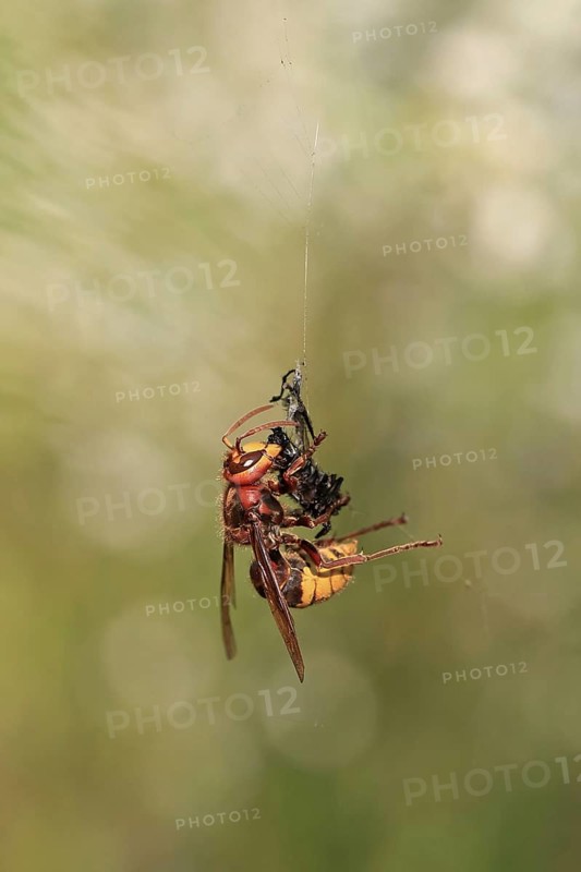 European Hornet