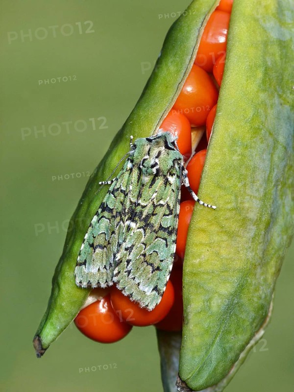 Griposia aprilina
