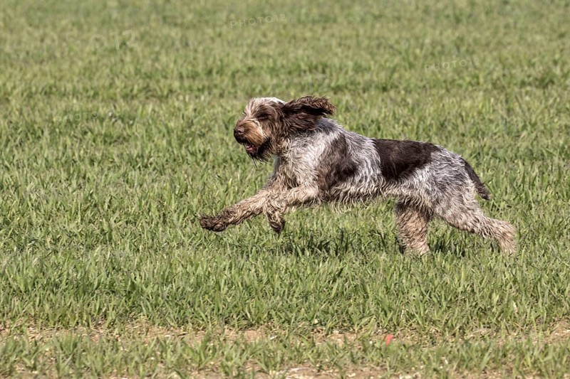 The Spinone Italiano is an Italian dog breed. It is traditionally used for hunting
