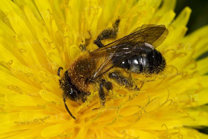 Grey-patched Mining Bee