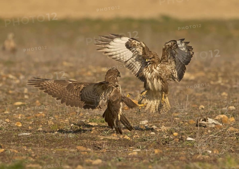 Common Buzzard