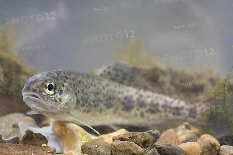 Rainbow Trout