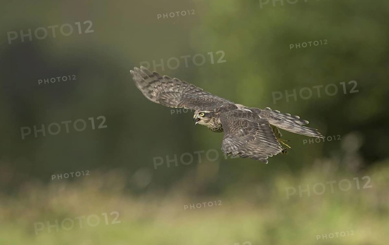 Eurasian eurasian sparrowhawk