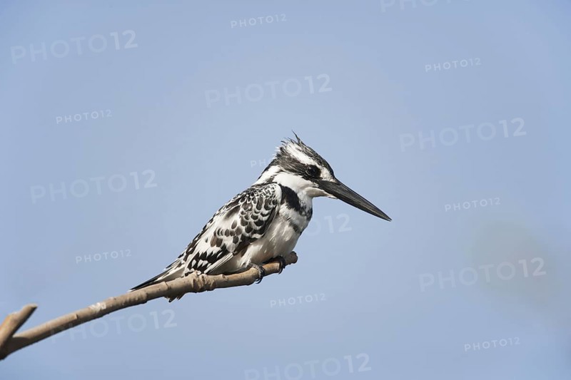 Alcedo rudis