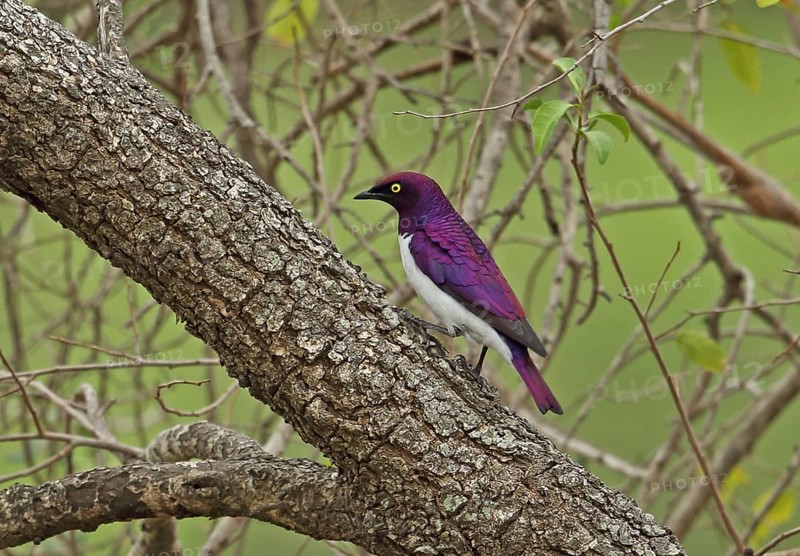 Purple-backed starling
