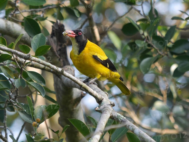 Black-headed Oriole