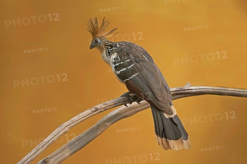 Hoatzin