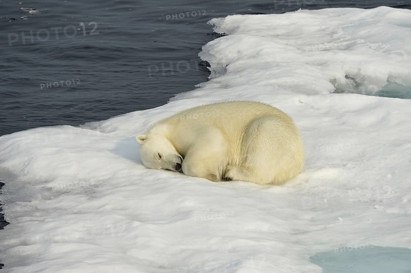 Polar Bear