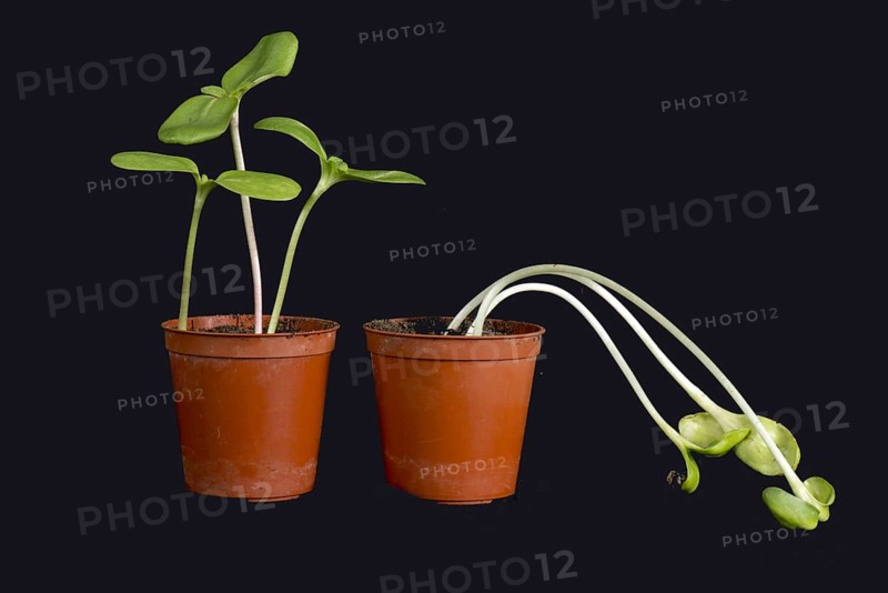 Sunflower seedlings with and without etiolation