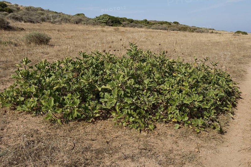 Common fig