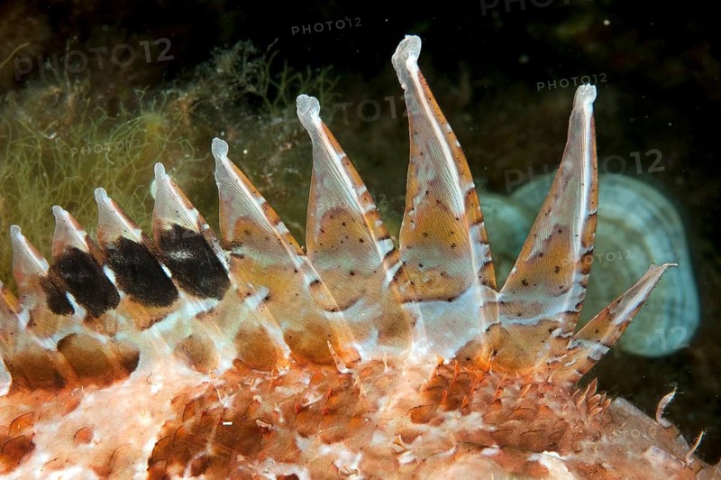 Venomous spine