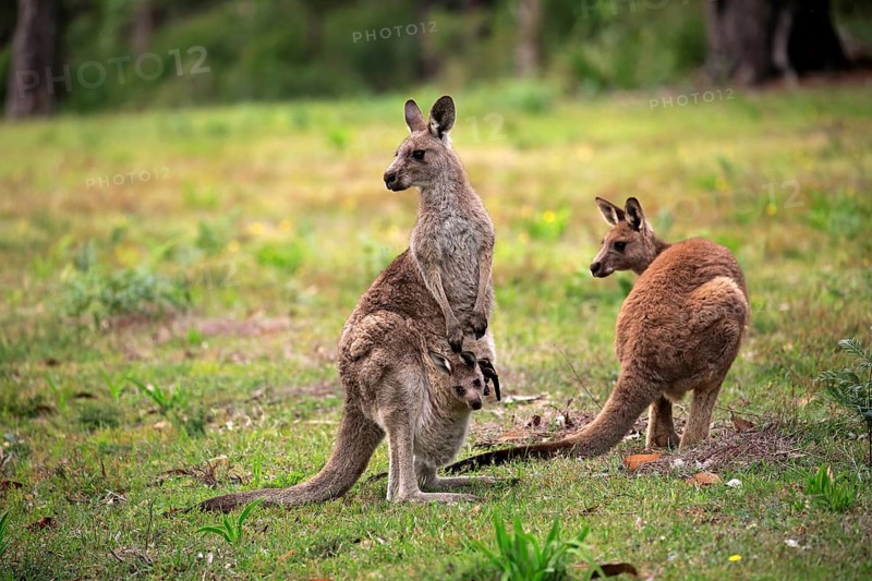 Eastern grey kangaroo