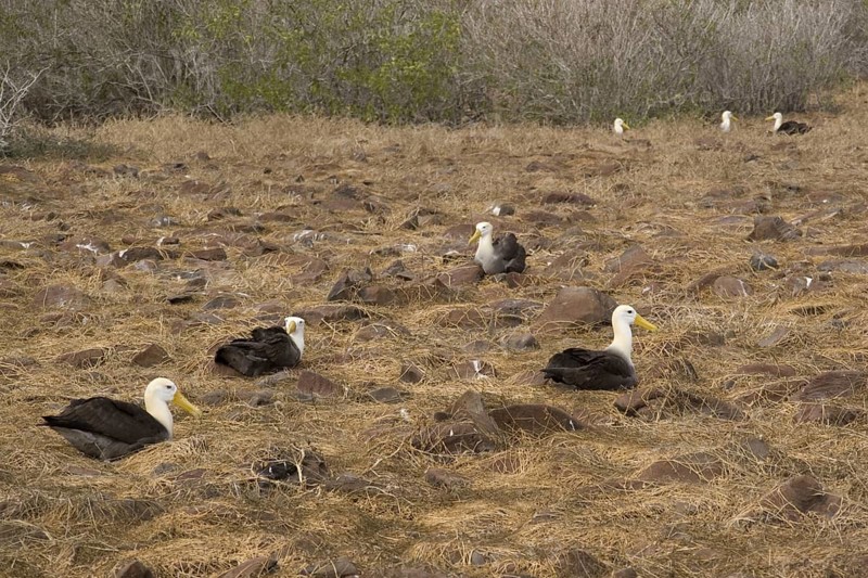 Waved albatrosses nesting on Espanola Island