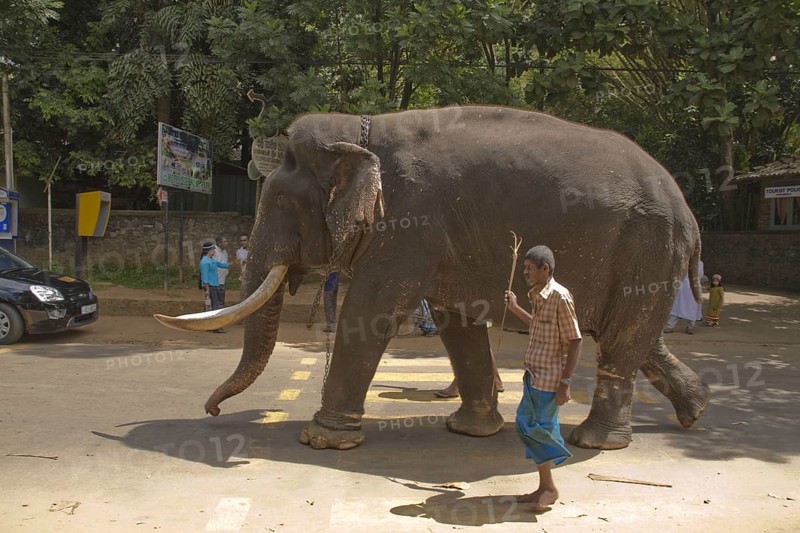 Asian elephant