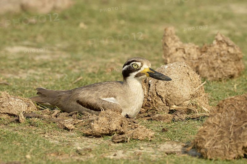 Great stone-curlew