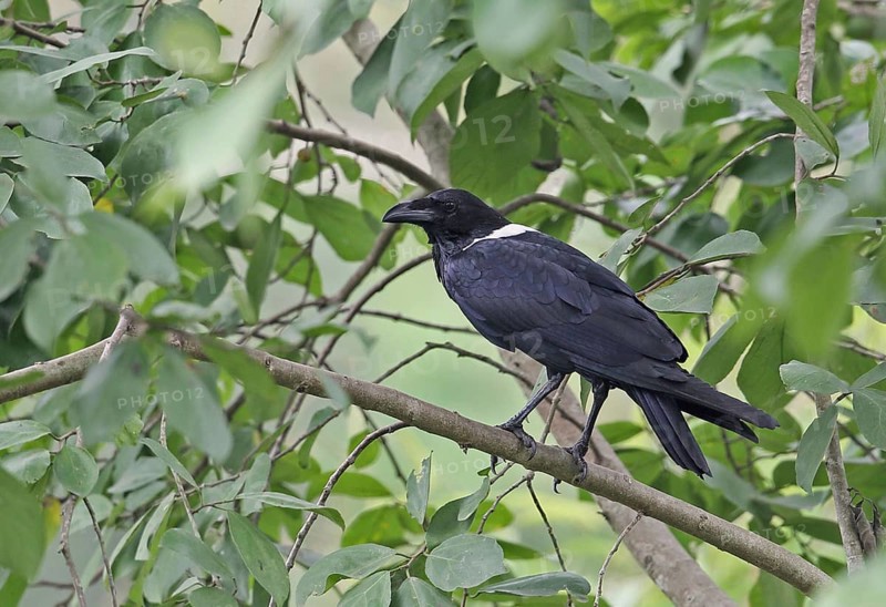 Pied crow