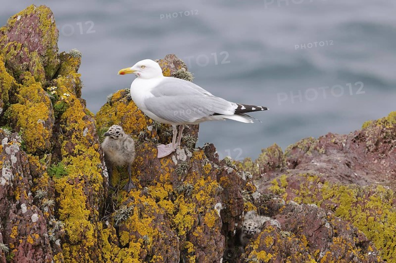 Herring Gull