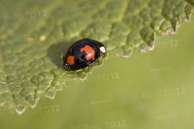 Adalia 2-punctata