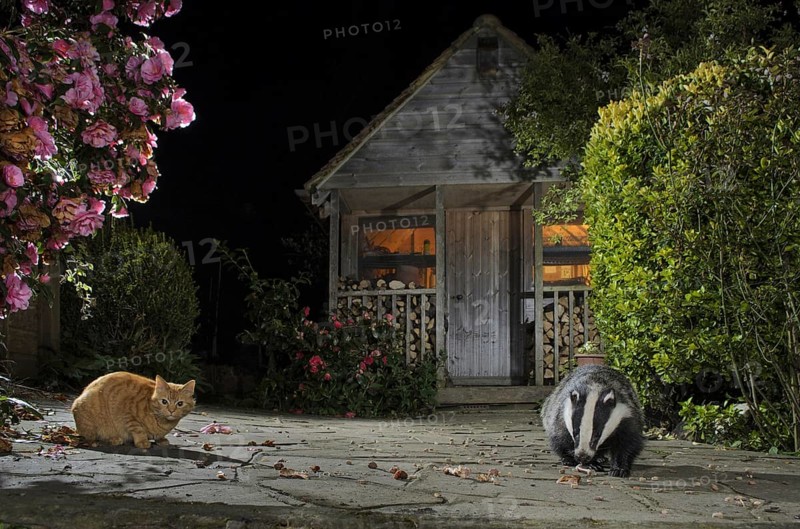 Eurasian Badger