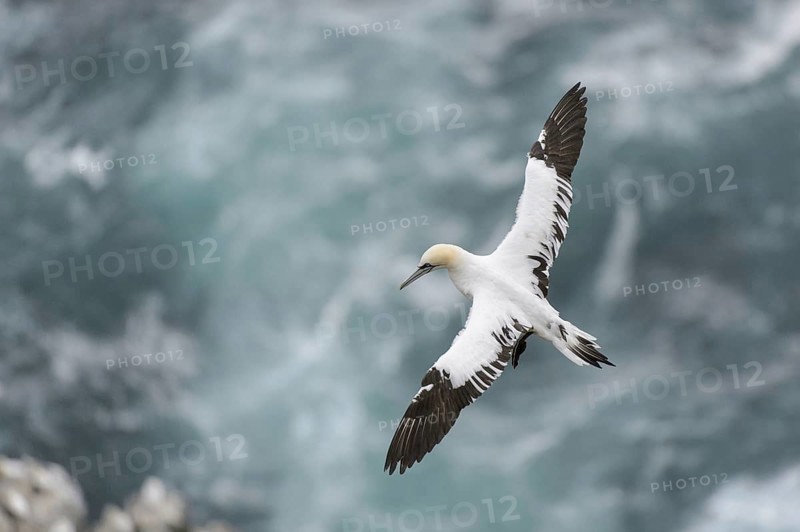 Northern Gannet
