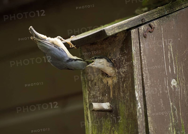 Eurasian Nuthatch