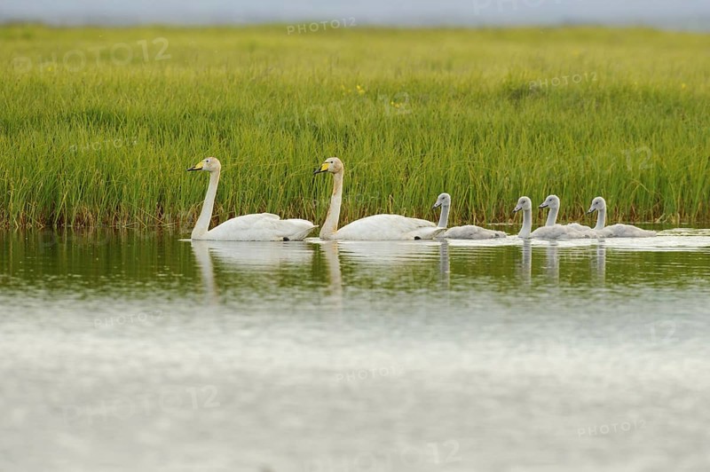 Whooper Swan