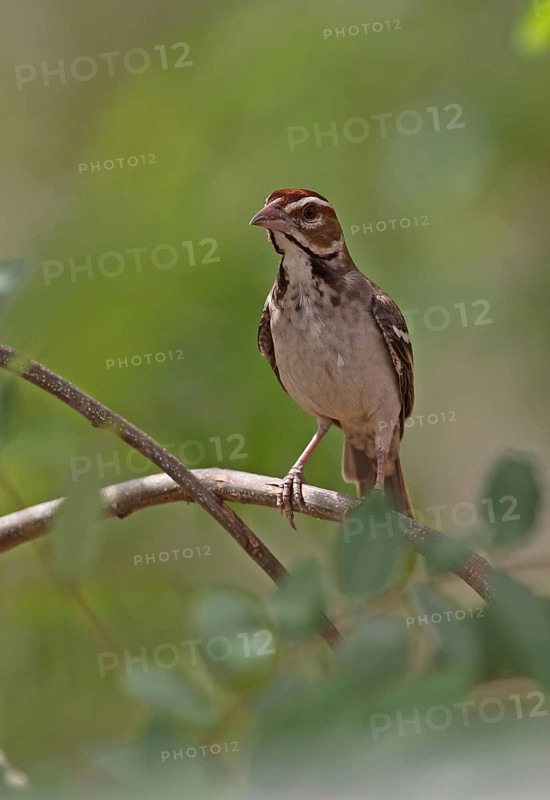 Eye-browed weaver