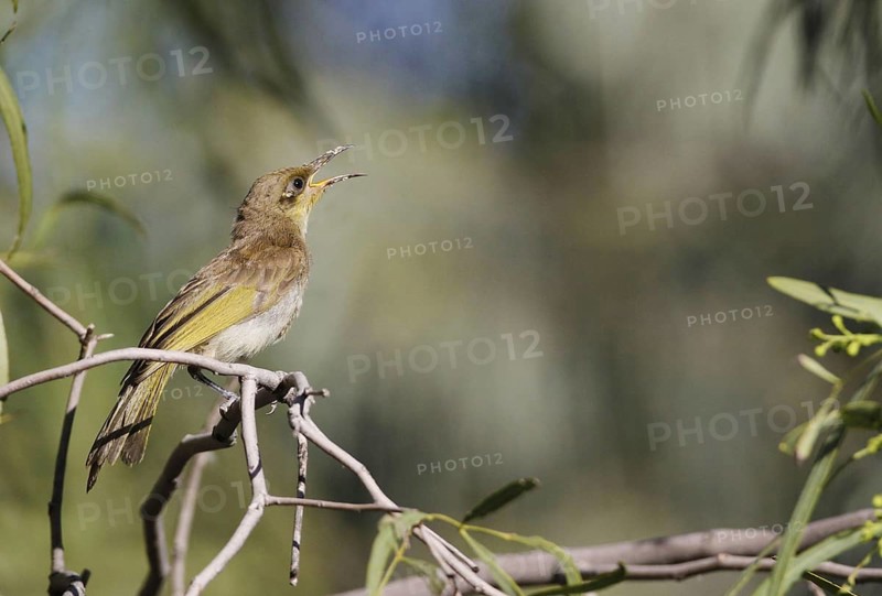 Brown Honeyeater