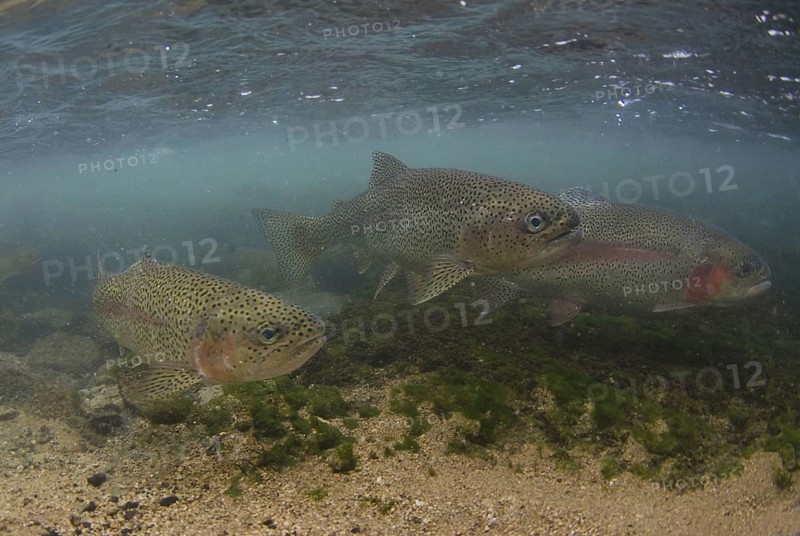 Rainbow Trout