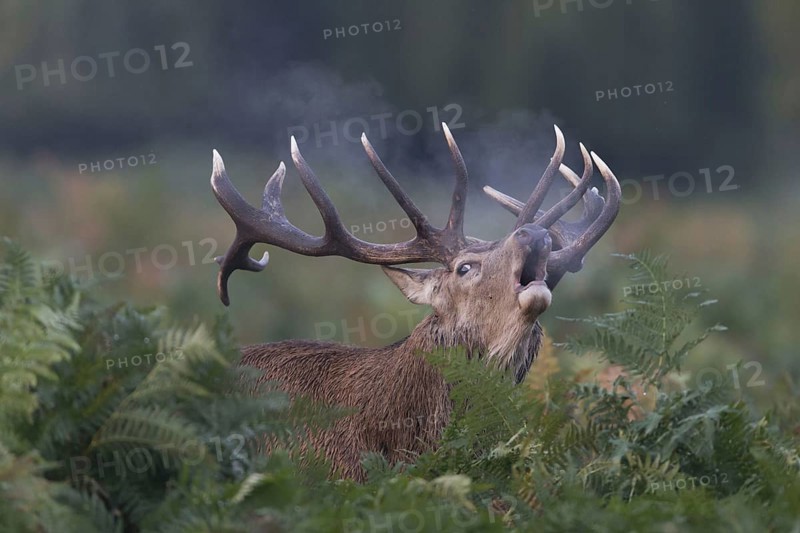 Red Deer