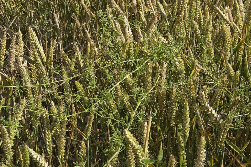 Cleavers