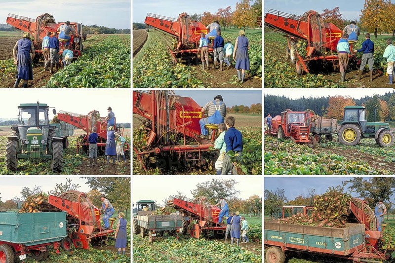 Farmer's family and helper harvesting beet with harvester and loading