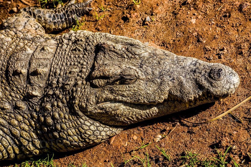 Crocodile