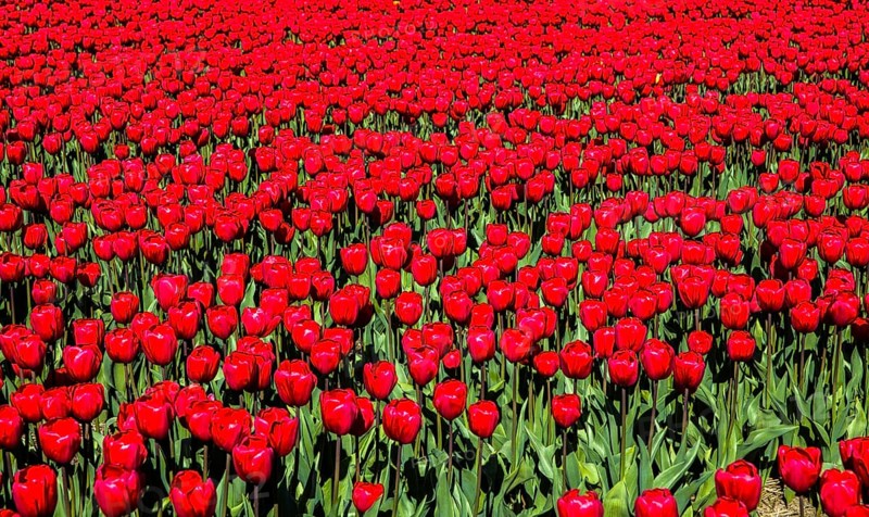 Flowering tulip fields