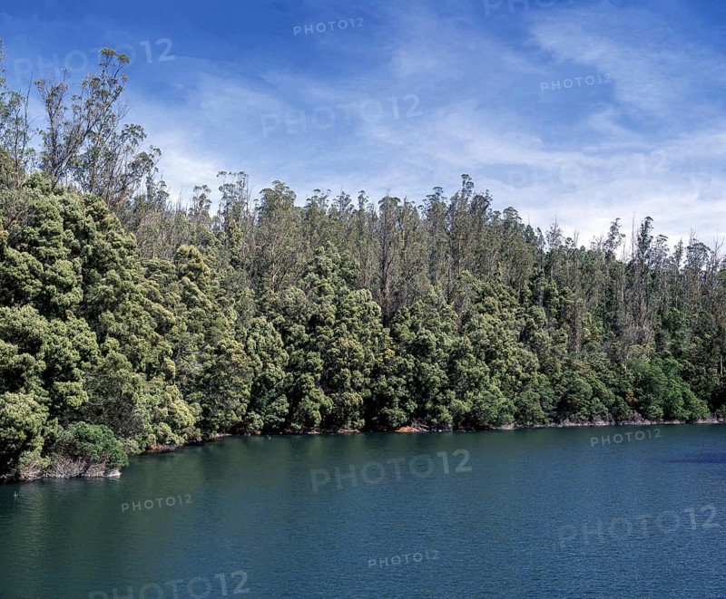 Trees on mountains