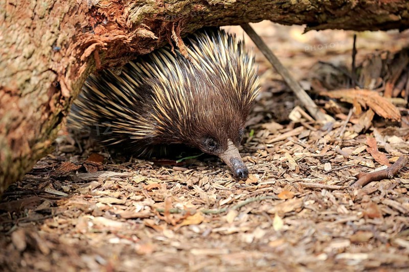 Short-beaked Echidna