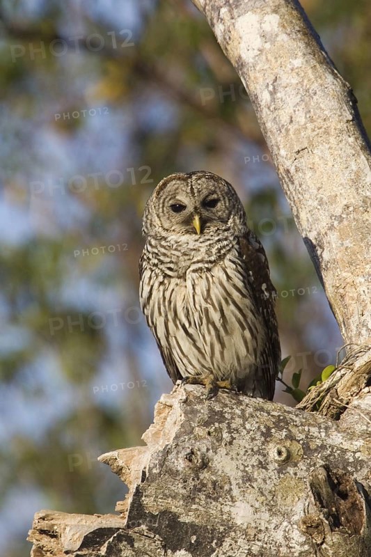 Barred Owl