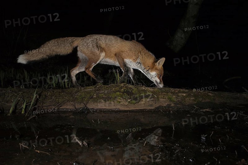 European Red Fox