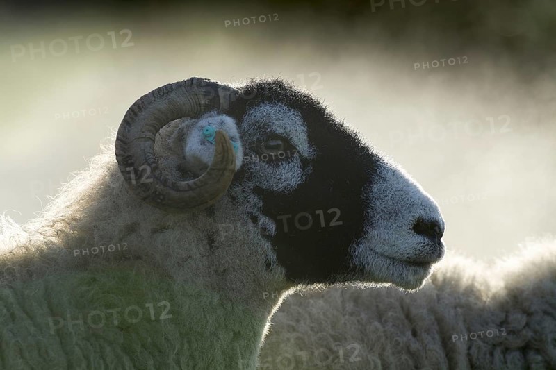 Swaledale