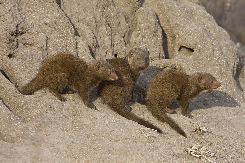 Southern Dwarf Mongoose