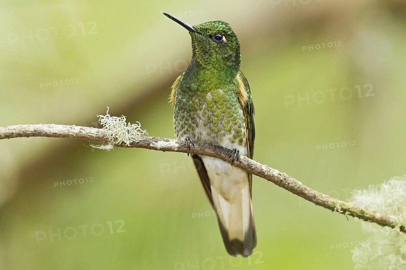 Emerald-throated Glossy-tail