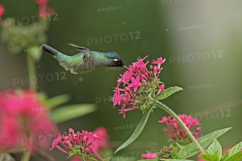 Violet-headed Hummingbird
