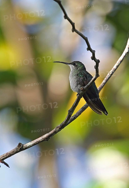 Antillean Mango