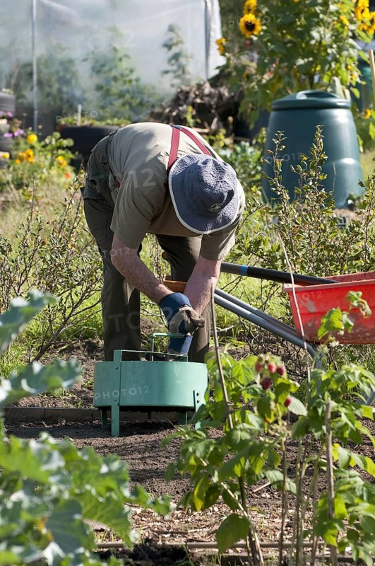 Elderly man working in allotment garden