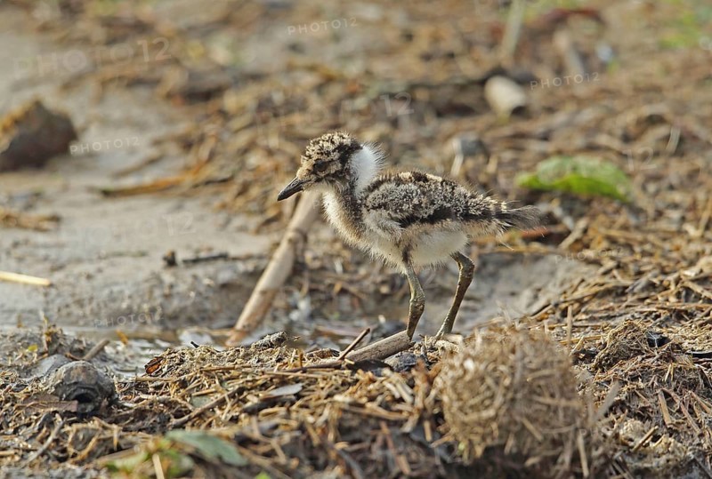 Blacksmith Plover
