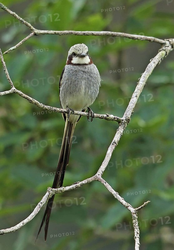 Fan-tailed Tyrant