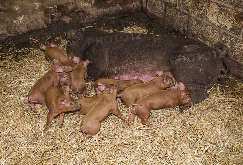 Duroc pig