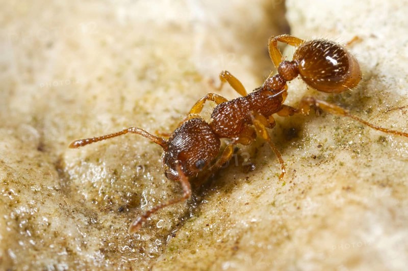Sabre-thorned knot ant