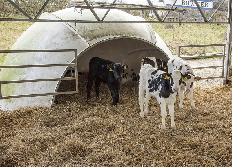 Domestic cattle