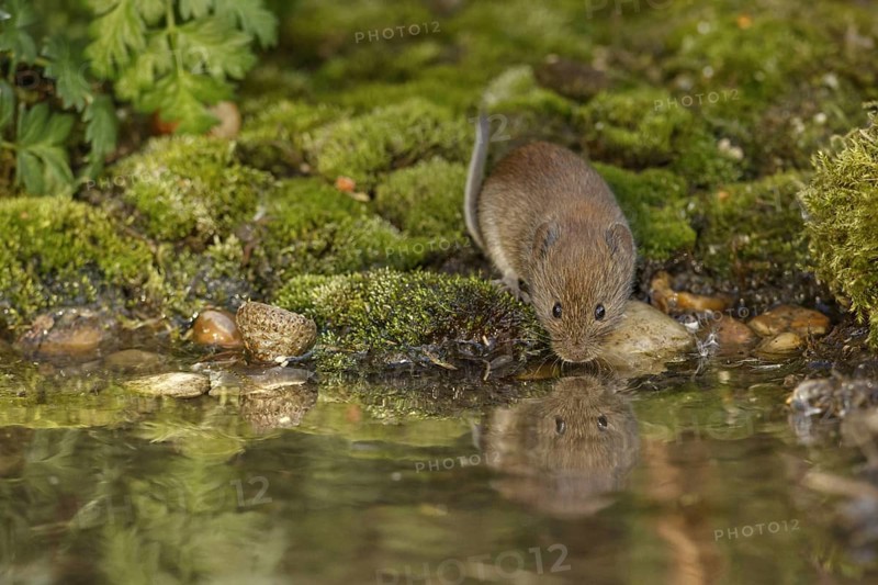 Bank voles